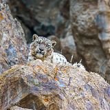 Snow leopard