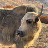 Yak