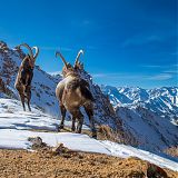 Ibex fighting