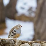 Chukar