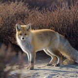 Red fox