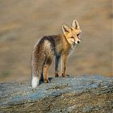 Red fox