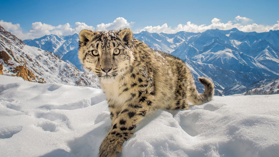 Snow Leopard on snow ridge