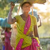 tea picker