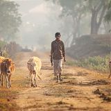 Farmer walking his cows