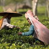 Tea pickers