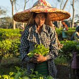 Tea pickers