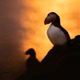 Puffins in the midnight sun