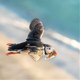 Puffin carrying sandeels