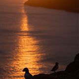 Puffins in the midnight sun