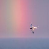 Arctic tern and rainbow in the midnight sun