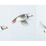 Puffins flying, triptych