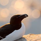 Razorbill in the midnight sun