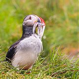 Puffin carrying sandeels