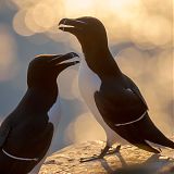 Razorbills in the midnight sun