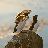 Razorbills on Grímsey