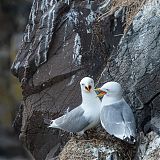 Black-legged Kittiwakes