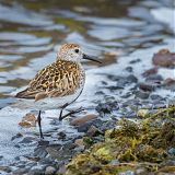 Dunlin