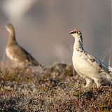 Female and male Ptarmigan