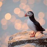 Puffin in the midnight sun