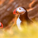 Puffins in the midnight sun