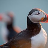 Puffins in profile