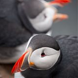 Puffins on the cliff tops