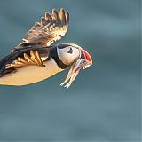 Puffin carrying sandeels