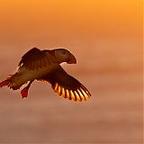 Puffins in the midnight sun