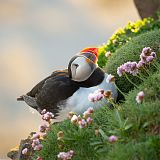 Puffin resting