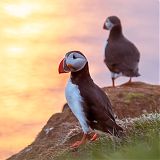 Puffins in the midnight sun