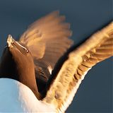 Razorbill