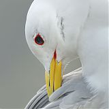 Kittiwake