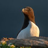 Razorbills on Grímsey