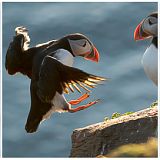 Puffin landing triptych