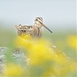 Snipe