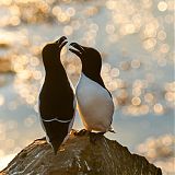 Razorbills on Grímsey