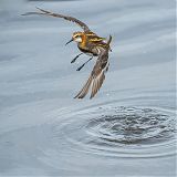 Red-necked Phalarope