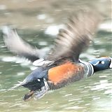 Harlequin duck