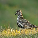 Golden plover