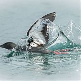 Black guillemot