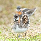 Red-necked Phalaropes