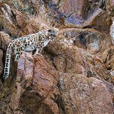Snow Leopard spotting the Photographer