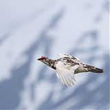 Ptarmigan