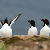Razorbills