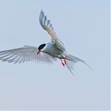 Arctic Tern