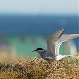 Arctic Tern