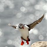 Puffin