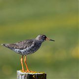 Redshank