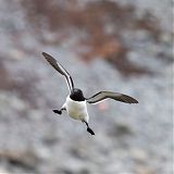 Razorbill
